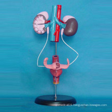 Female Urinary System Medical Anatomy Teaching Model (R110304)